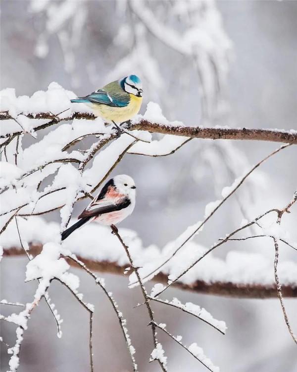 畫中只有美麗的鳥兒
