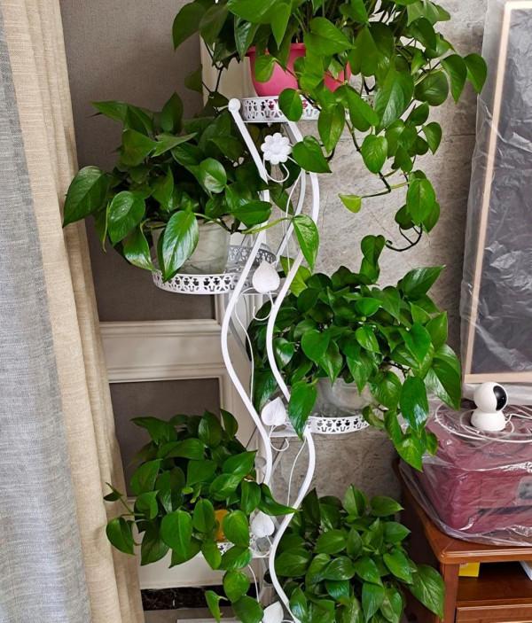 我家的綠蘿在滴水,本以為是生病,其實是健康的標誌 我家的綠蘿在滴水,本以為是生病,其實是健康的標誌