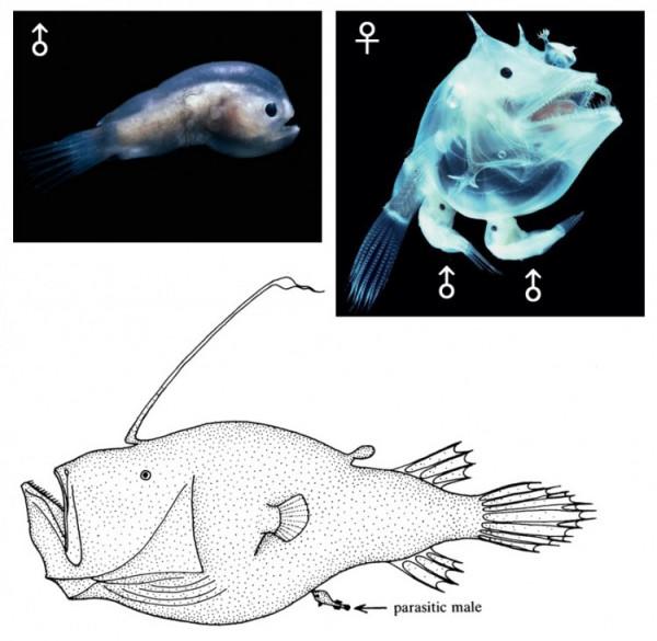 瘋狂的進化——鮟鱇魚:50萬倍,自然界體形差異最大的夫妻 瘋狂的進化——鮟鱇魚:50萬倍,自然界體形差異最大的夫妻