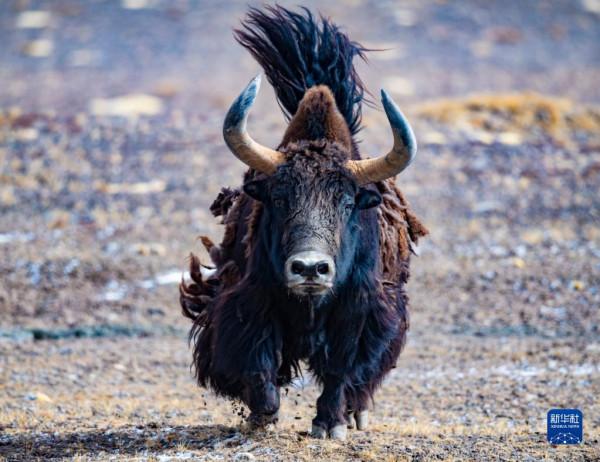 羌塘：野生動物的樂園