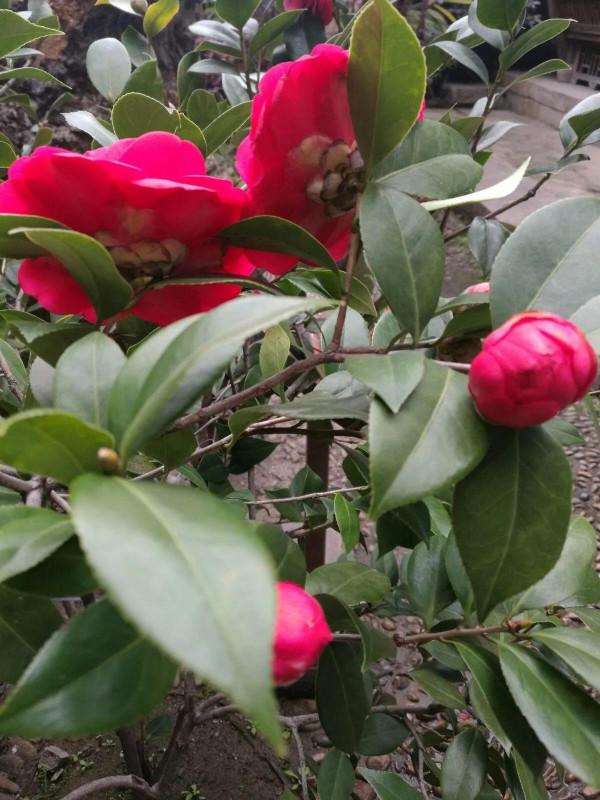 和牡丹花比翼齊飛