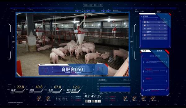 9層豪華“酒店”居住8000頭母豬，上下電梯不掃圈不喂料，長啥樣