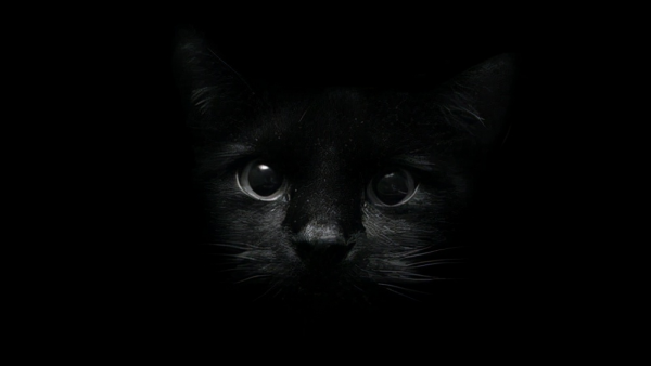 盤點八種昂貴的&OpenCurlyDoubleQuote;黑色神獸&rdquo;，黑雞也能價值一套房？黑虎僅剩6只