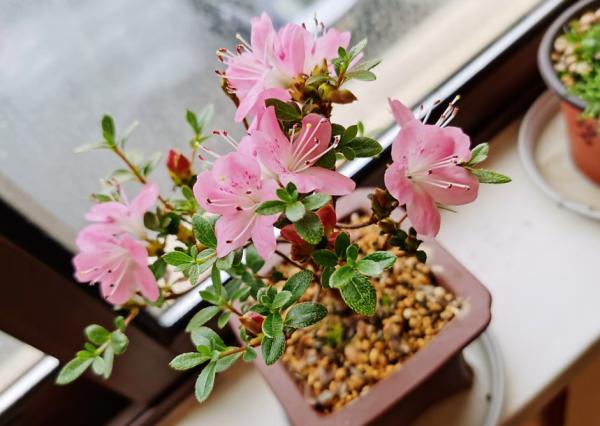 養花不用買肥料,自己做“有機肥”,肥勁“槓槓的”,啥花都能用 養花不用買肥料,自己做“有機肥”,肥勁“槓槓的”,啥花都能用