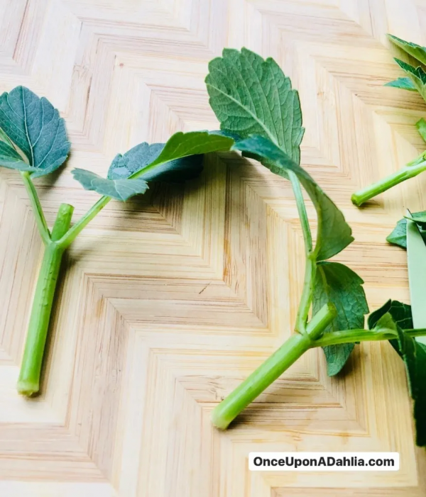 大麗花扦插方法，一盆變十盆，成活率100%