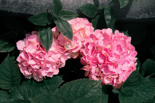 修剪這3種繡球花,記住3個詞,小白也能養出滿樹繁花 修剪這3種繡球花,記住3個詞,小白也能養出滿樹繁花