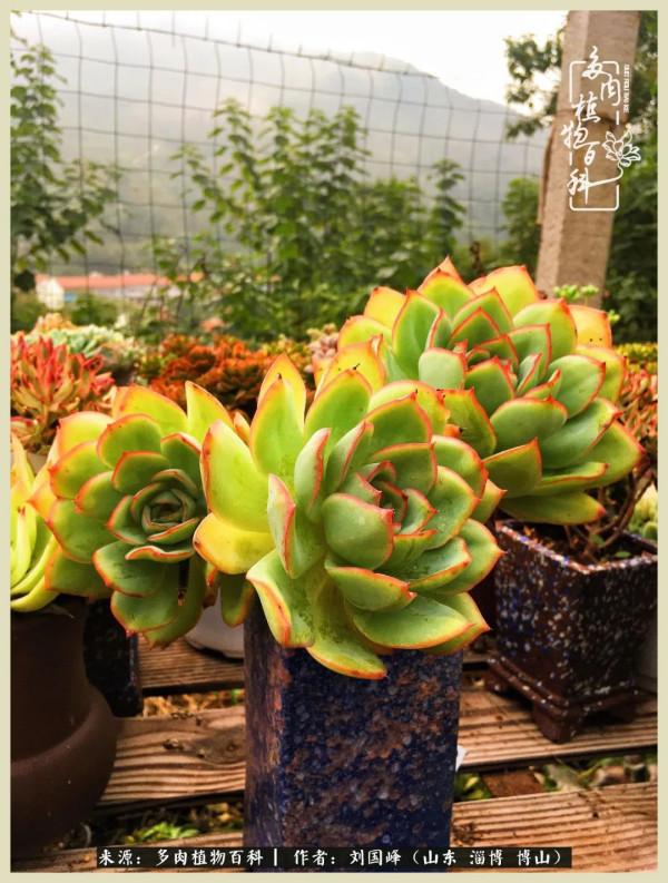 秋季多肉，你是王者歸來嗎？（附秋季養護知識）