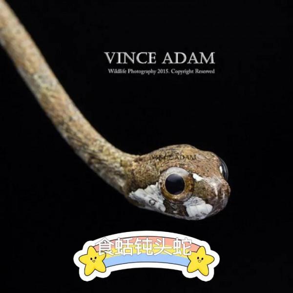 超級可愛的小蛇蛇 超級可愛的小蛇蛇