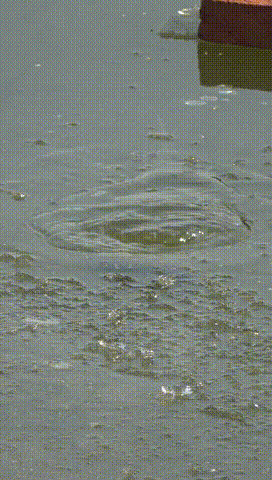 冰面凍不牢,照樣可以釣,七星漂釣冰洞證明傳統釣作釣範圍大於臺釣