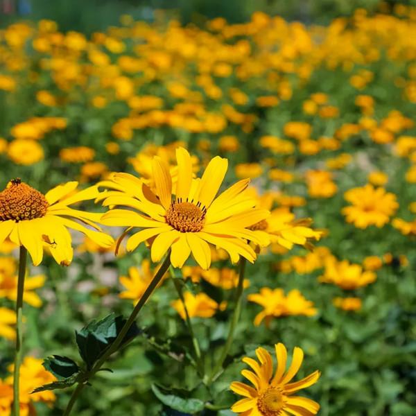 看！“鳥中大熊貓”中華秋沙鴨、“魚鷹子”銀鷗、頂冠戴翎的蜂鷹……溫榆河公園生物多樣性別有洞天！