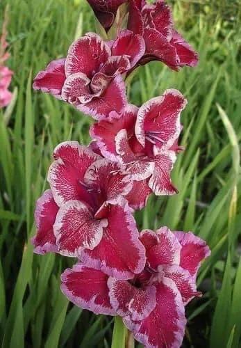 搖曳多姿的劍蘭 搖曳多姿的劍蘭