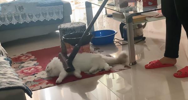 老媽為防止貓咪掉毛，拿出吸塵器對喵一陣猛吸：這下不會掉毛了吧
