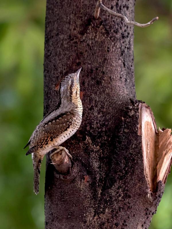 舌尖上的蟻鴷鳥