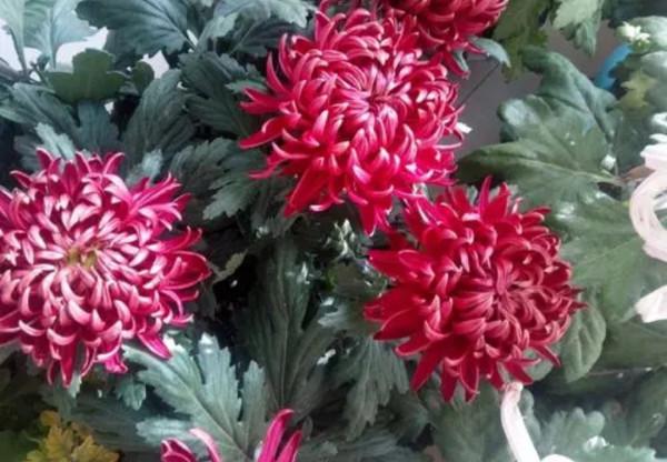 5種花會有“假死現象”，枝葉枯萎也別扔，還能再次生長開花