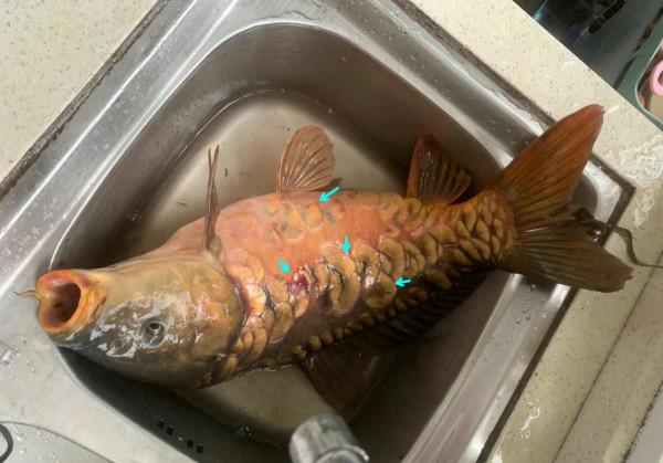 湖北男子釣回來了一條大魚，卻被全家人“嫌棄”，並要他把魚丟了