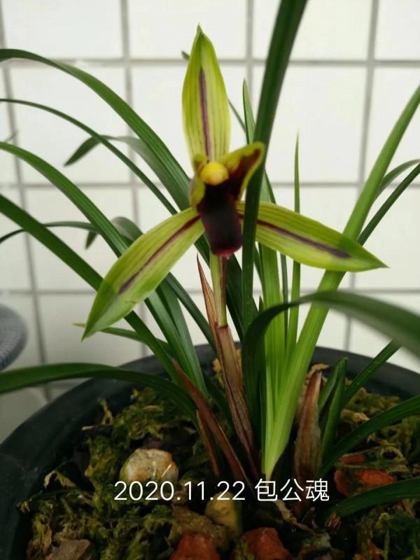 春蘭銘品“包公魂”介紹 春蘭銘品“包公魂”介紹