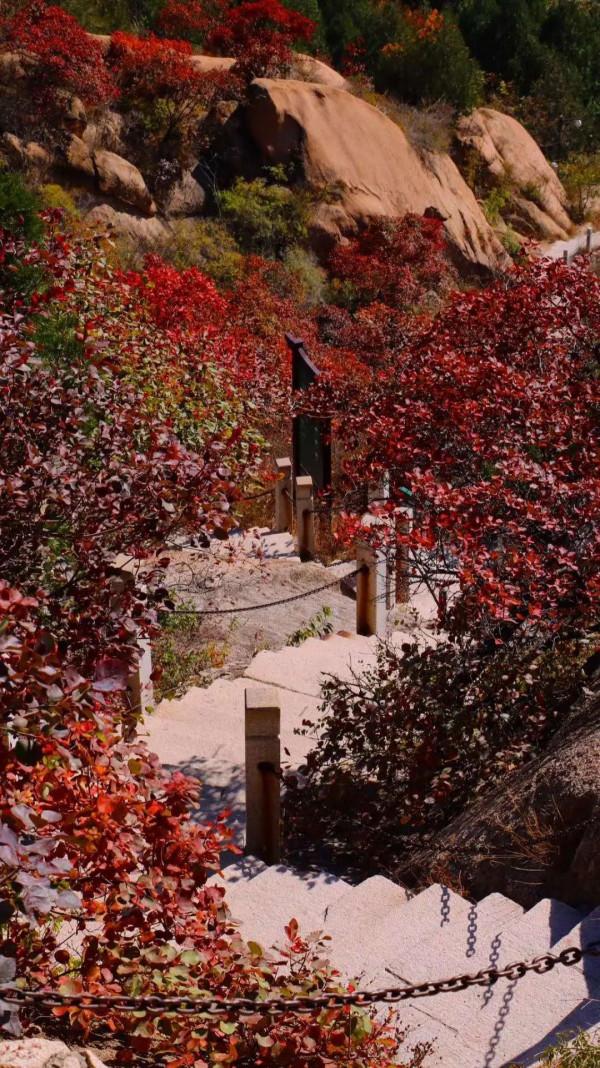 鳳凰嶺彩葉進入最佳觀賞期