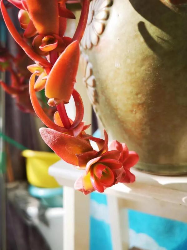 不死鳥---火祭，紅紅火火迎十二月