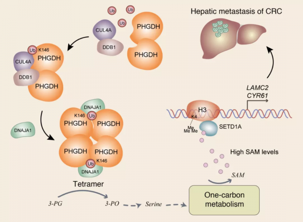 JCI | 楊巍維組合作發現絲氨酸代謝調控在腸癌轉移中的重要作用 JCI | 楊巍維組合作發現絲氨酸代謝調控在腸癌轉移中的重要作用