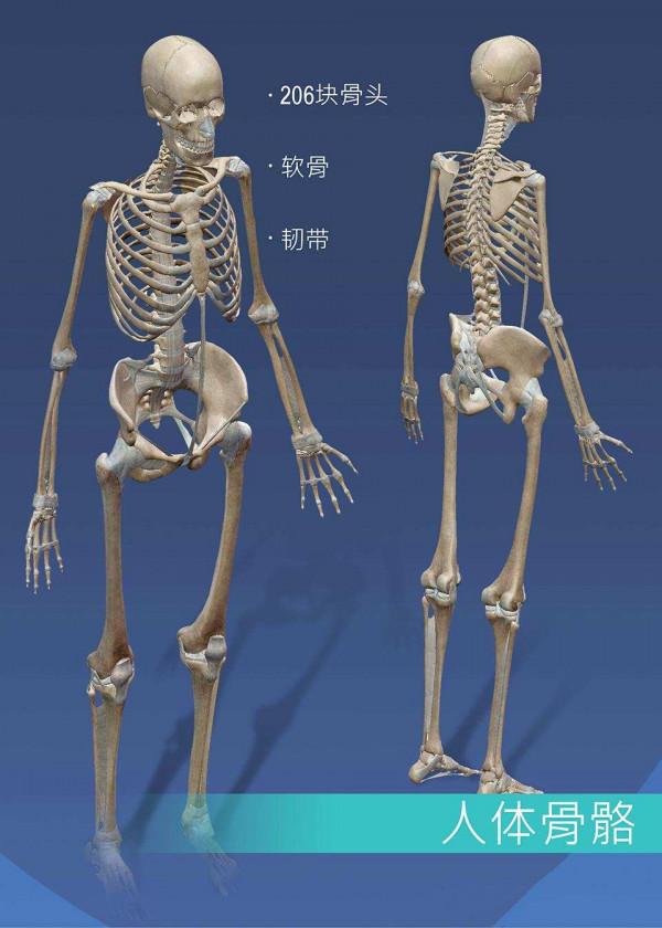 同是智人後代，憑什麼歐美人普遍比中國人多2塊骨頭？更優秀？