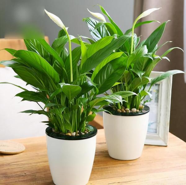 過年家裡擺放什麼花好，當然是它一帆風順