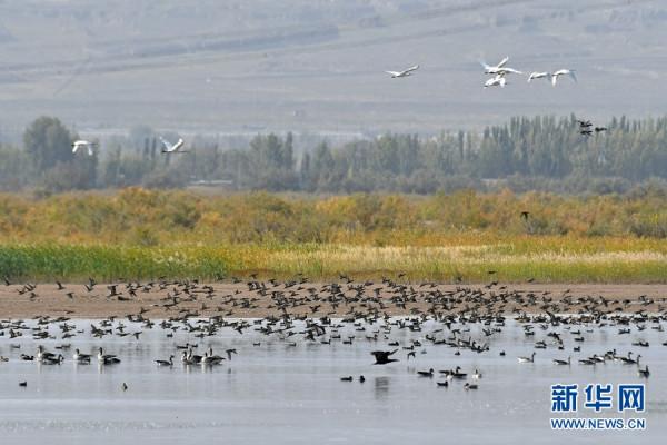 甘肅高臺:候鳥翔集黑河溼地 甘肅高臺:候鳥翔集黑河溼地