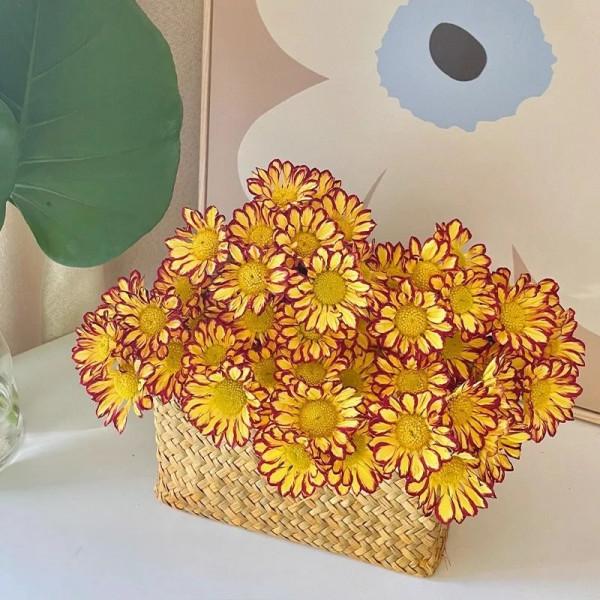 最推薦你買的花——小菊