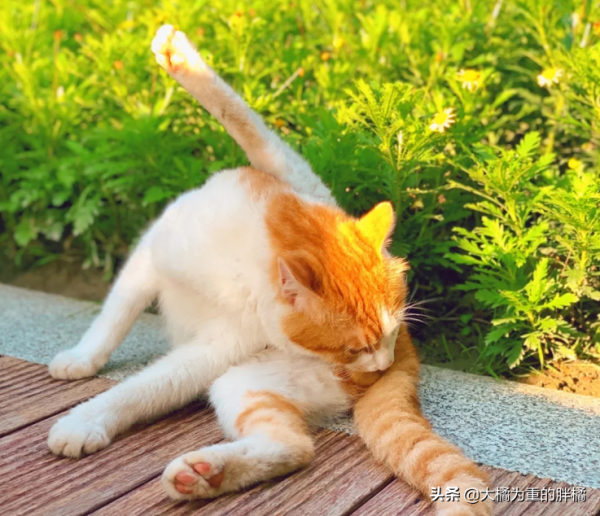 小區唯一一隻流浪貓，業主揚言把它“安樂死”，女孩的回覆真霸氣