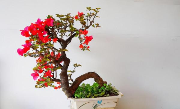 “不易死”的5種花，吉祥又大氣，少管“控水”才能開成大花球