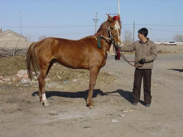 安徽老漢異鄉餵馬8年,直到中央派專車請走,村民才知其身份不簡單