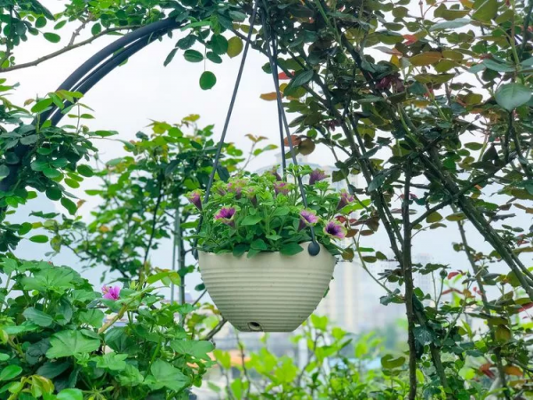 （2019）園丁獎露臺組《003號》一卷花薔 沉澱的時光