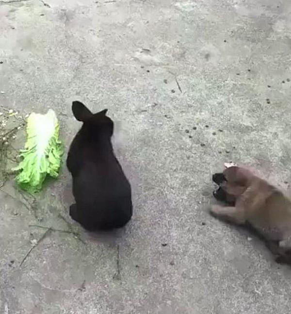 如何養好一隻兔子呢？下面這6小點一定要記牢了呀