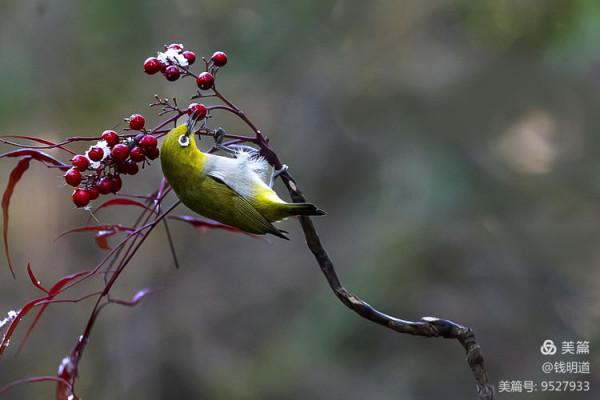萌萌可愛小精靈——繡眼鳥