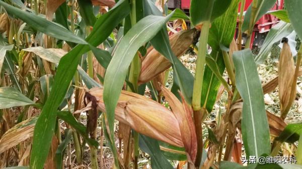 這個玉米新品種株高只有2.4米,不需噴施控旺劑,軸細粒長產量高 這個玉米新品種株高只有2.4米,不需噴施控旺劑,軸細粒長產量高