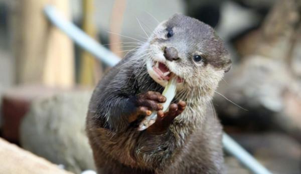 動物的迷之可愛習性，企鵝認人做&OpenCurlyDoubleQuote;大哥&rdquo;，小熊貓的威嚇認真的？