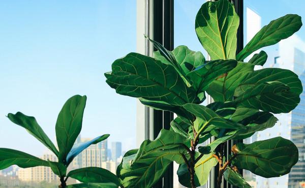 6種花葉子超大,養在客廳很有範,“吉祥”又美麗,深受主婦喜愛 6種花葉子超大,養在客廳很有範,“吉祥”又美麗,深受主婦喜愛