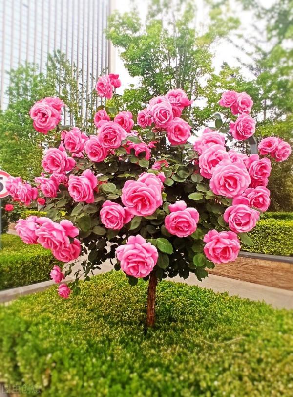 6種“便宜花”,稍加打理養成“棒棒糖”,給多少錢都不賣 6種“便宜花”,稍加打理養成“棒棒糖”,給多少錢都不賣