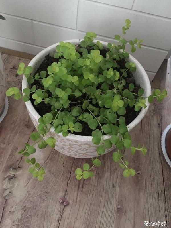 金錢草和銅錢草，長得像，養得像，你選哪個？