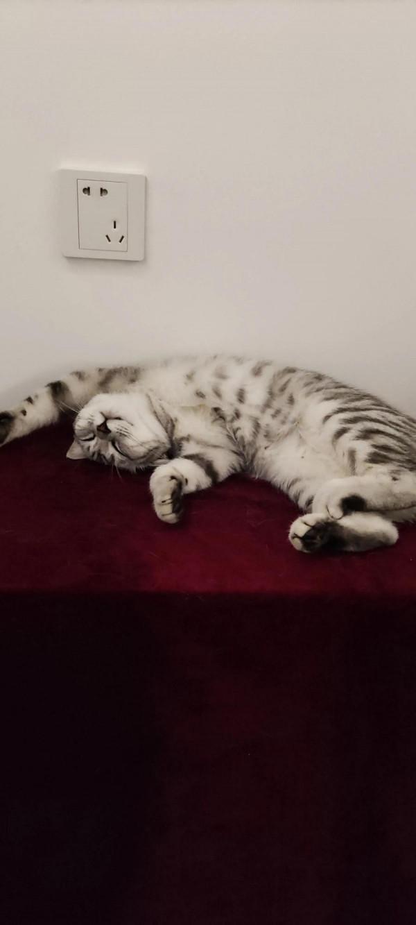 我家二毛美眉的日常（睡覺篇）