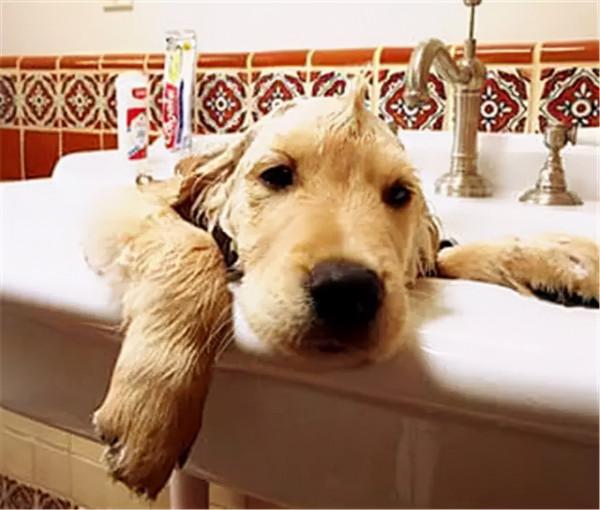 有種狗子，曾經是拉布拉多，後來變成了豬