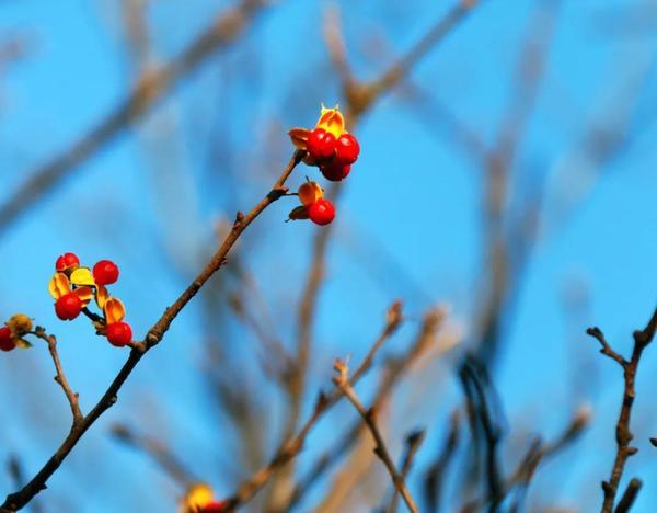 這個季節不要錯過 河南泌陽白雲山迎來顏值巔峰