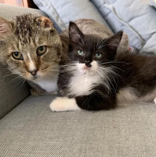 這6種貓最容易“招人嫌”,棄養的人很多 這6種貓最容易“招人嫌”,棄養的人很多