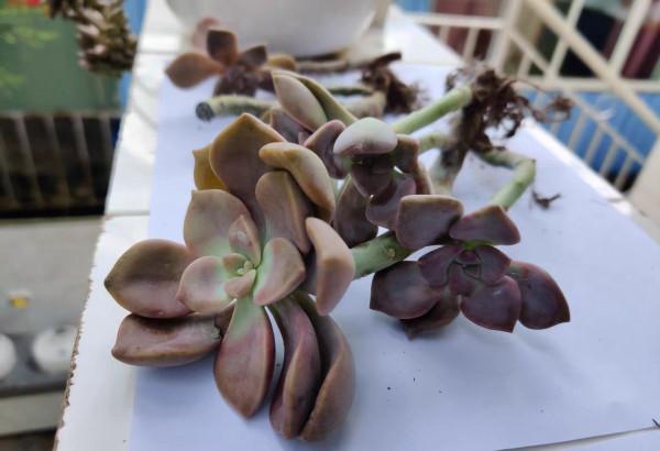 適合新手養的“6種多肉”，耐熱又不怕冷，養成老樁，又美又霸氣