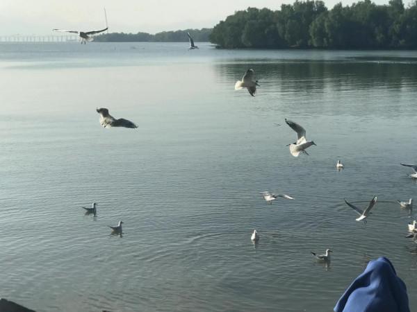 文明觀鳥不要投餵才是對鳥兒的保護