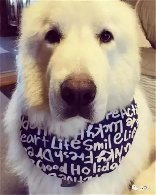 這才是大白熊正確的開啟方式，除了萌那就是炒雞萌