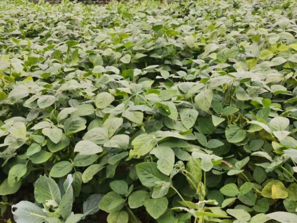 懷念母親的豆醬、懷念媽媽的味道 懷念母親的豆醬、懷念媽媽的味道