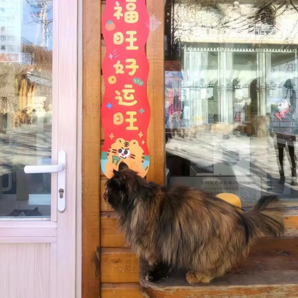 小貓咪都是怎樣&OpenCurlyDoubleQuote;爭寵&rdquo;的？