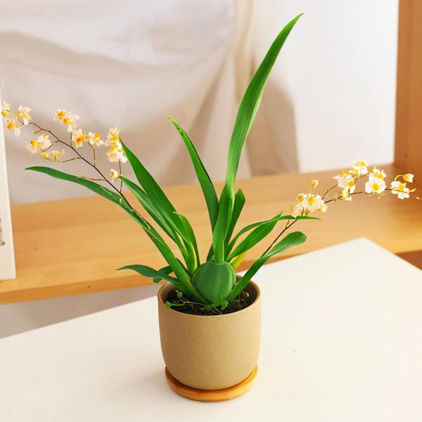 既好養，又好看的懶人花卉，不用勤澆水，也能快速生長開花