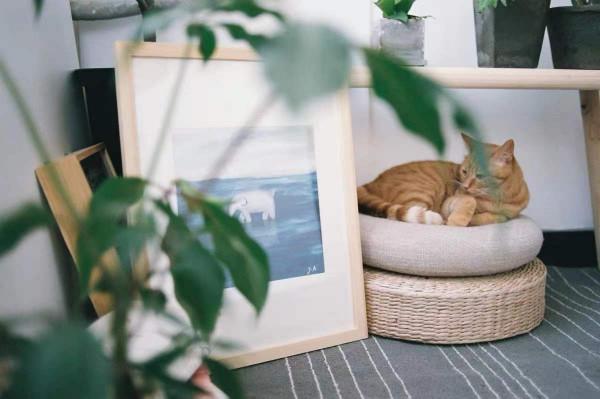 低成本家居好物清單，我理想中的家都來自淘寶和宜家