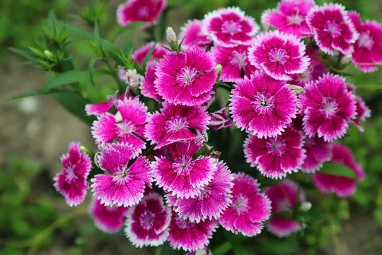 分享圖片&mdash;&mdash;漂亮的石竹花開